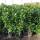 Kirschlorbeer Novita 110-120cm im 7,5l Topf