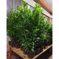 Kirschlorbeer Novita 130-150cm im 10l Topf