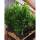 Kirschlorbeer Novita 130-150cm im 10l Topf
