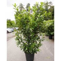 Kirschlorbeer Novita 150-175cm im 30l Topf