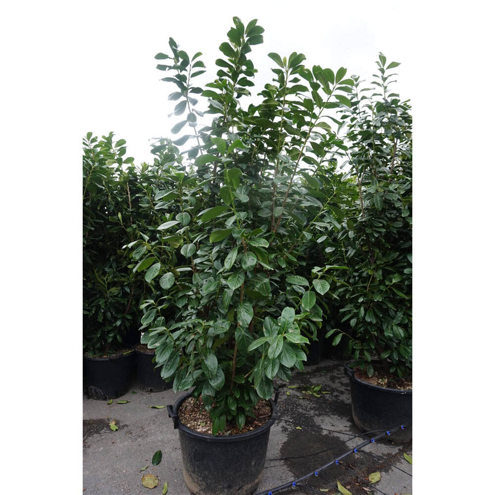 Kirschlorbeer 'Novita' 200-225cm online bestellen und liefern lassen,  268,38