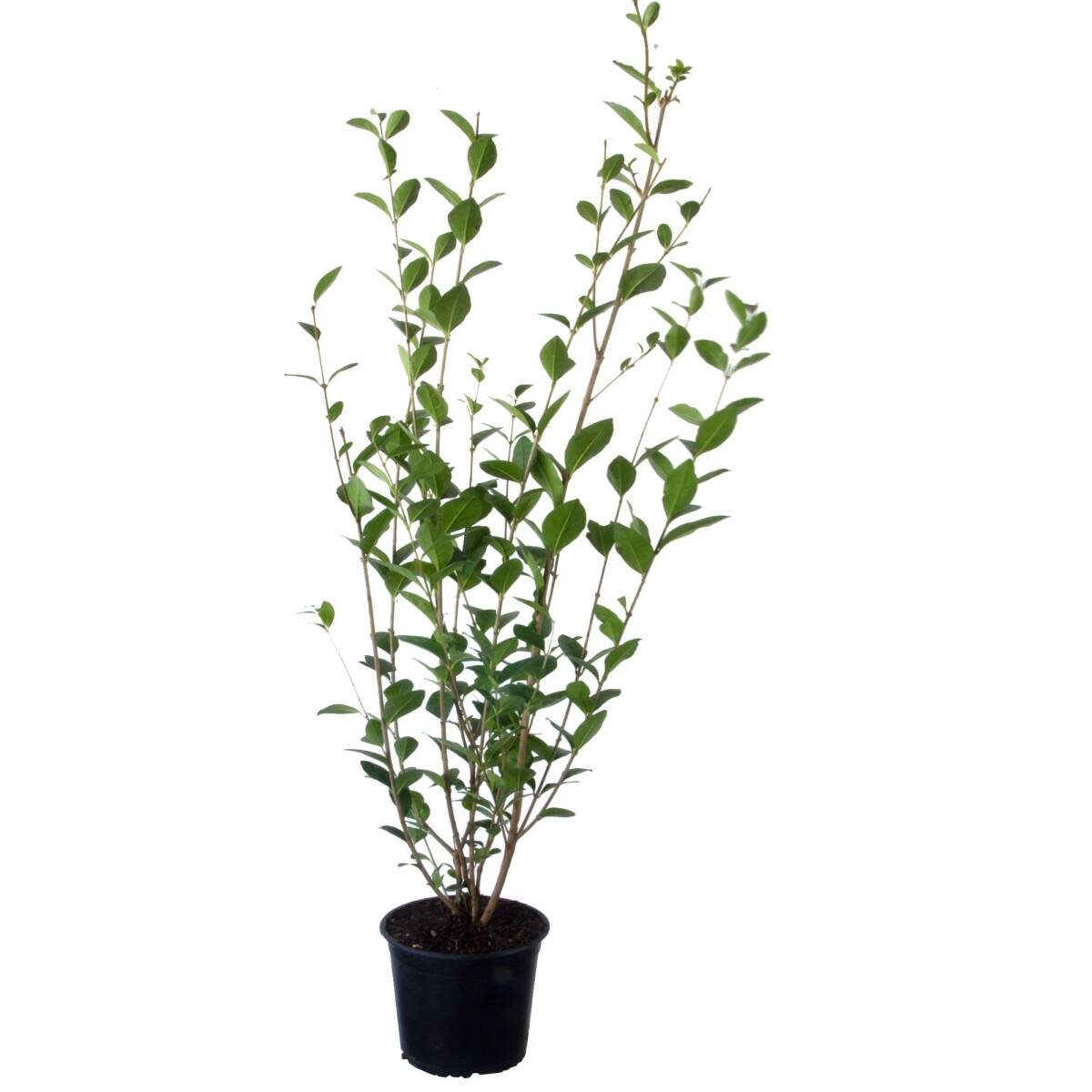 Liguster 80-100cm online bestellen und liefern lassen, 8,45