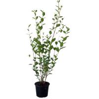 Liguster 80-100cm im 2,5l Topf
