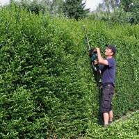 Liguster 100-125cm im 3l Topf