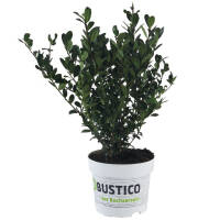 Ilex crenata Robustico 20-30cm