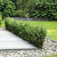 Ilex crenata Robustico 20-30cm