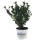 Ilex crenata Robustico 20-30cm
