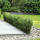 Ilex crenata Robustico 20-30cm