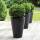 Ilex crenata Robustico® 10-15cm im 6-er Pack