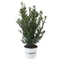 Ilex crenata Robustico 40-50cm