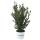 Ilex crenata Robustico 40-50cm