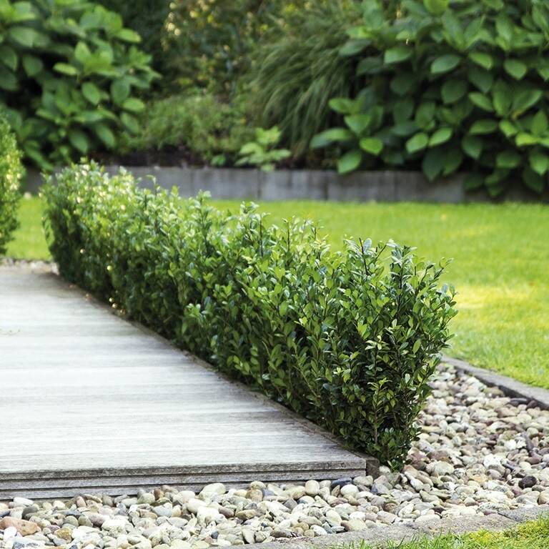 Ilex crenata 'Robustico' 50-60cm online bestellen und liefern lassen,  17,95