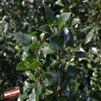 Stechpalme Heckenstar 50-60cm im 3l Topf