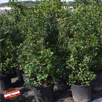 Stechpalme Heckenstar 70-80cm im 5l Topf