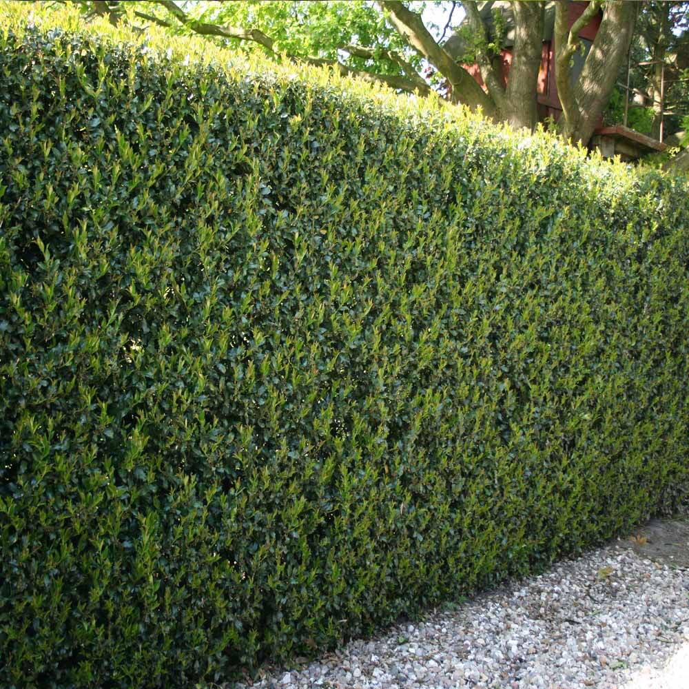 stechpalme ilex aquifolium Silberbunte Stechpalme