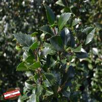 Stechpalme Heckenstar 175-200cm im Topf