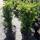 Hecken-Eibe Hillii 35-40cm im 2l Topf