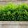 Hecken-Eibe Hillii 70-80cm im 7,5l Topf