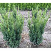 Hecken-Eibe Hillii 60-80cm am Ballen