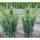 Hecken-Eibe Hillii 60-80cm am Ballen