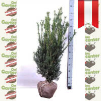 Hecken-Eibe Hillii 80-100cm am Ballen