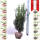 Hecken-Eibe Hillii 80-100cm am Ballen