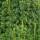 Hecken-Eibe Hicksii 50-60cm im 2l Topf