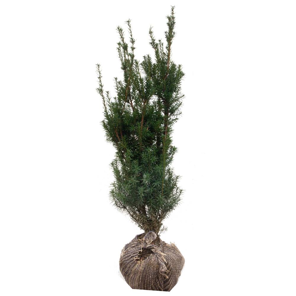 Hecken-Eibe 'Hicksii' 80-100cm online bestellen und liefern lassen, 17,58