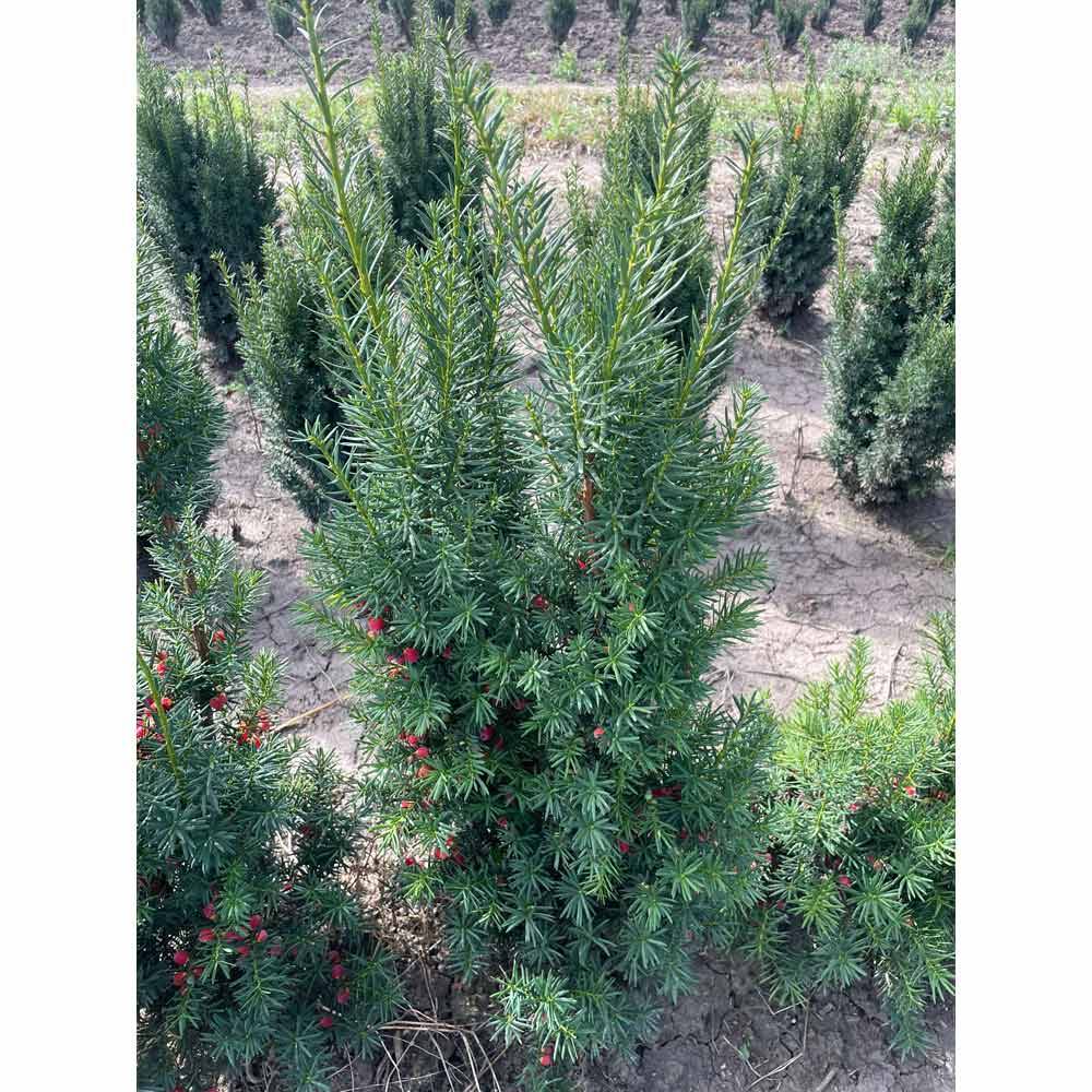Hecken-Eibe 'Hicksii' 80-100cm online bestellen und liefern lassen, 17,58