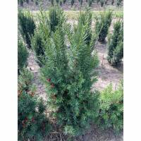 Hecken-Eibe Hicksii 80-100cm am Ballen AKTION