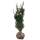 Hecken-Eibe Hicksii 80-100cm am Ballen AKTION