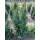 Hecken-Eibe Hicksii 80-100cm am Ballen AKTION