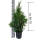 Thuja Brabant 60-70cm im 2l Topf