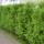 Thuja Brabant 60-70cm im 2l Topf
