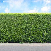 Thuja Brabant 200-250cm am Ballen