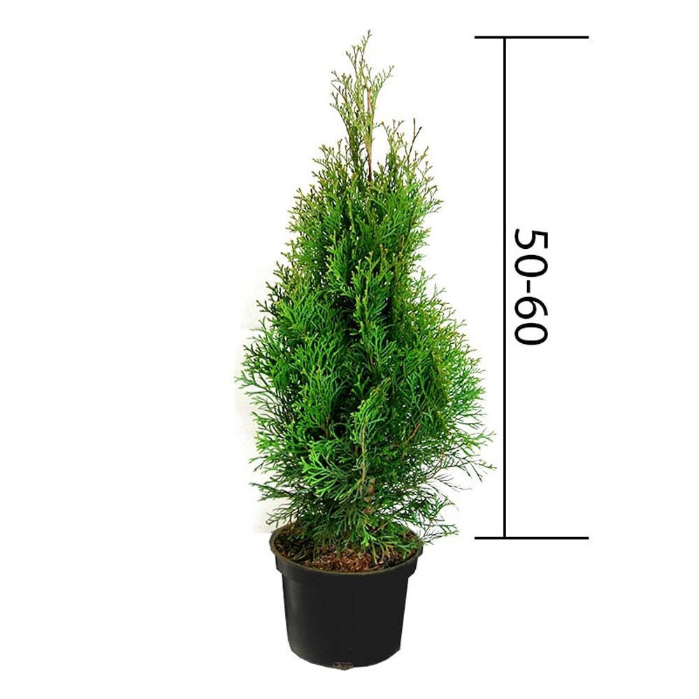 Thuja 'Smaragd' online bestellen und liefern lassen, 5,60