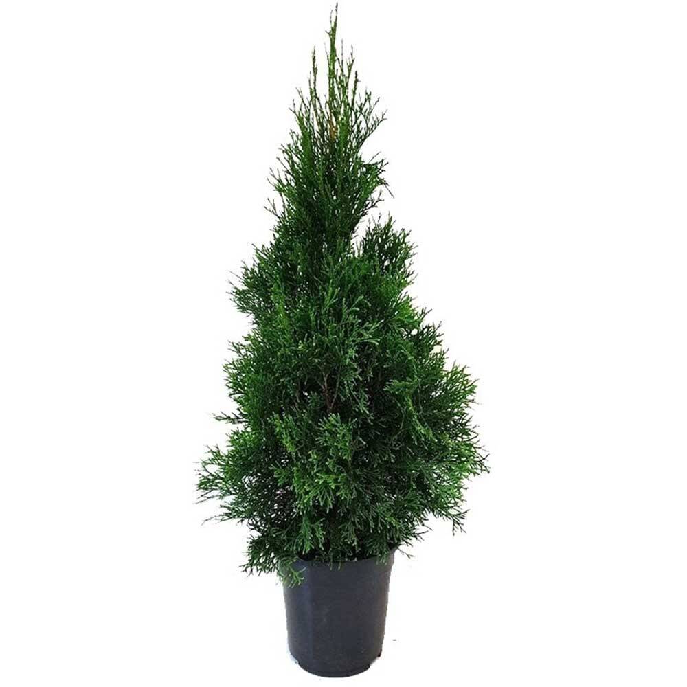 thuja emerald Emerald Green Arborvitae, 5-6 ft / Single main image 1