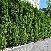 Pflanzpaket Thuja Smaragd 30-40cm inkl. Zubehör