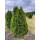 Thuja Smaragd 100-125cm am Ballen