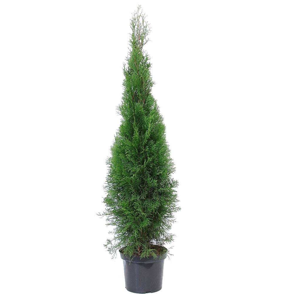 Thuja 'Smaragd' im Topf bestellen und liefern lassen, 22,33