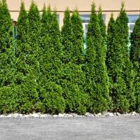 Thuja Smaragd 150-175cm am Ballen- extra buschig