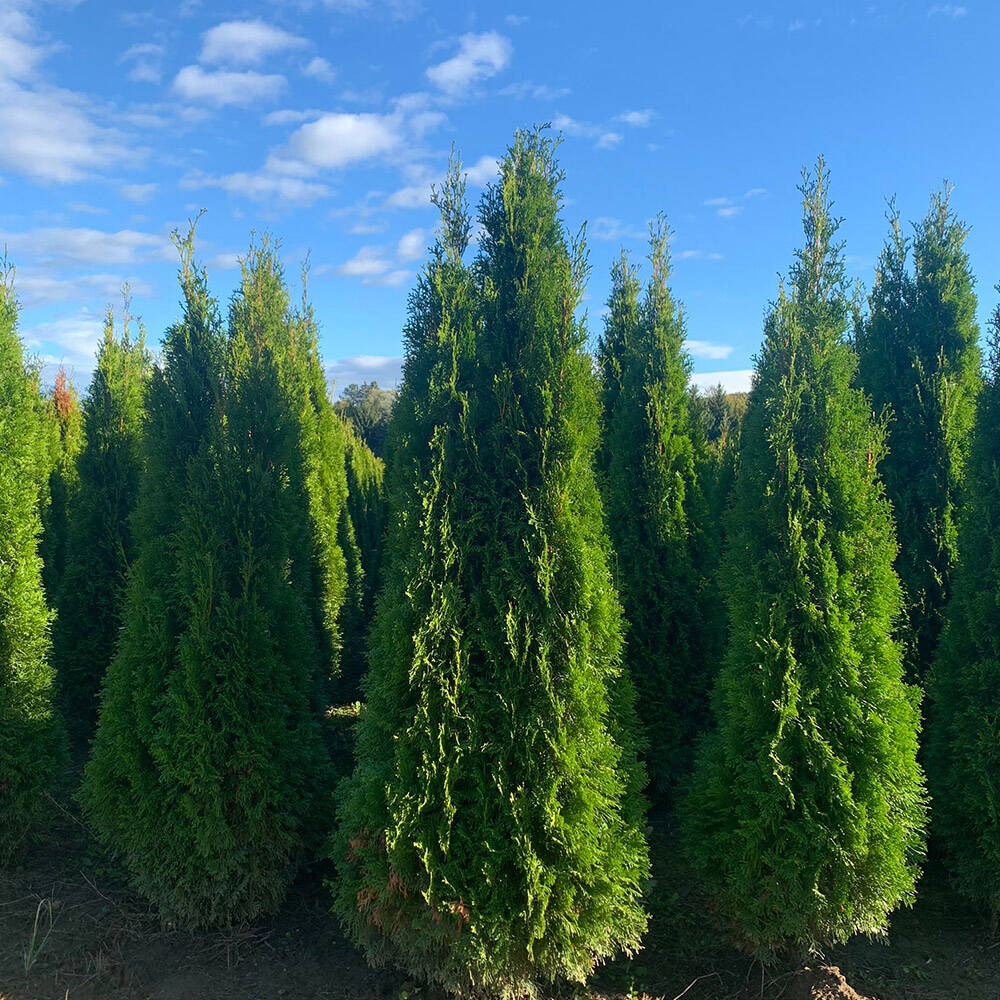 Thuja 'Smaragd' 200cm online bestellen und liefern lassen, 53,68