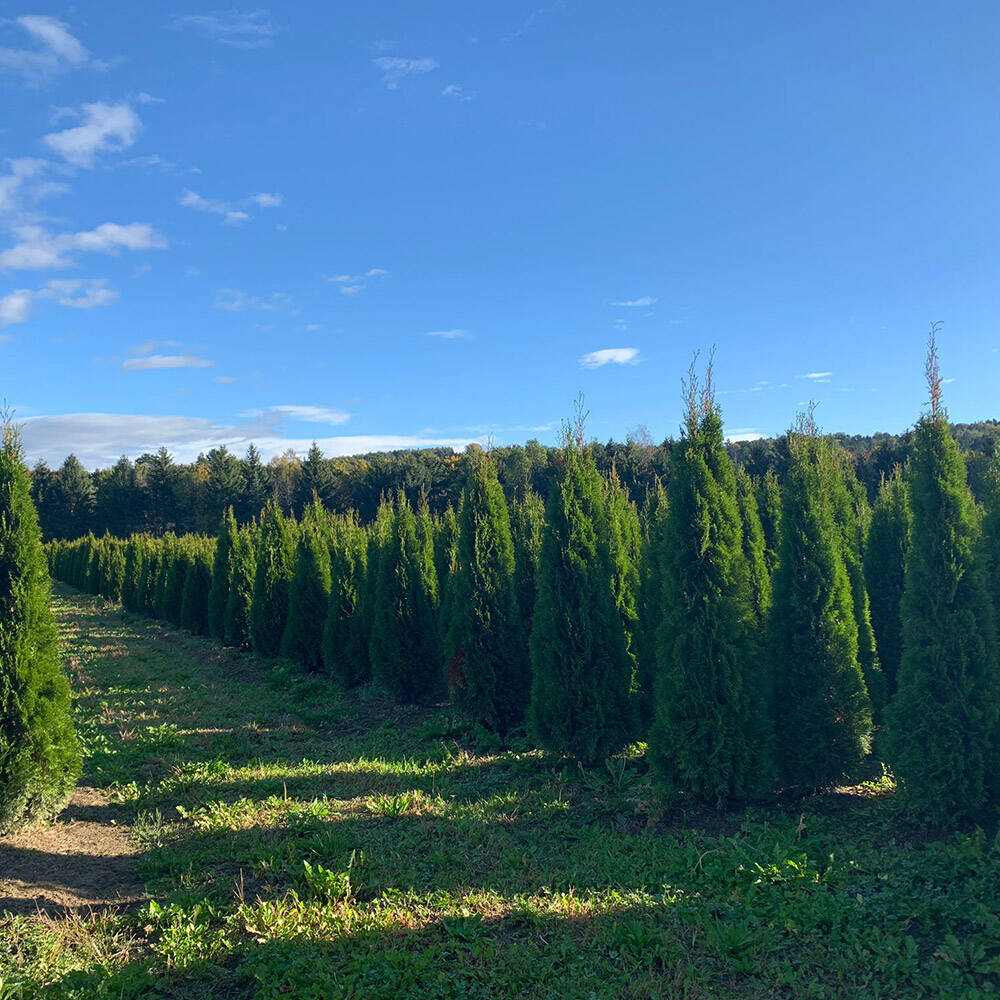 Thuja 'Smaragd' 200cm online bestellen und liefern lassen, 53,68