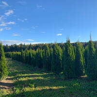 Thuja Smaragd 200cm+ am Ballen
