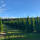 Thuja Smaragd 200cm+ am Ballen