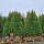 Thuja Smaragd 200-225cm am Ballen-  extra buschig