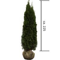 Thuja Smaragd 225-250cm am Ballen