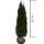 Thuja Smaragd 225-250cm am Ballen