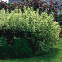 Gelbbunter Hartriegel 125-150cm