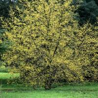 Kornelkirsche Jolico 60-80cm